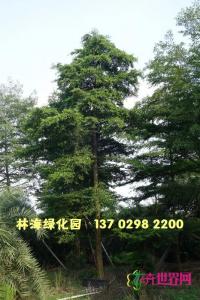 小叶榄仁