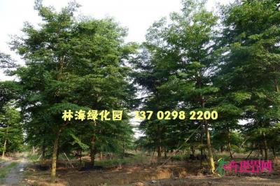 小叶榄仁