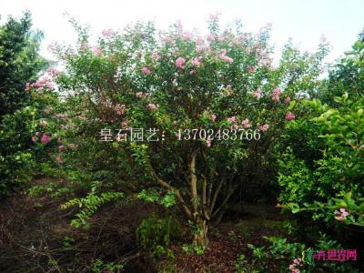 红花紫薇